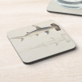 ハンマー頭の鮫、以前帰因するLoheia、 コースター (左側)