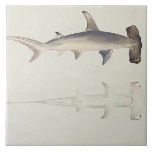 ハンマー頭の鮫、以前帰因するLoheia、 タイル (正面)