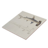 ハンマー頭の鮫、以前帰因するLoheia、 タイル (側面)