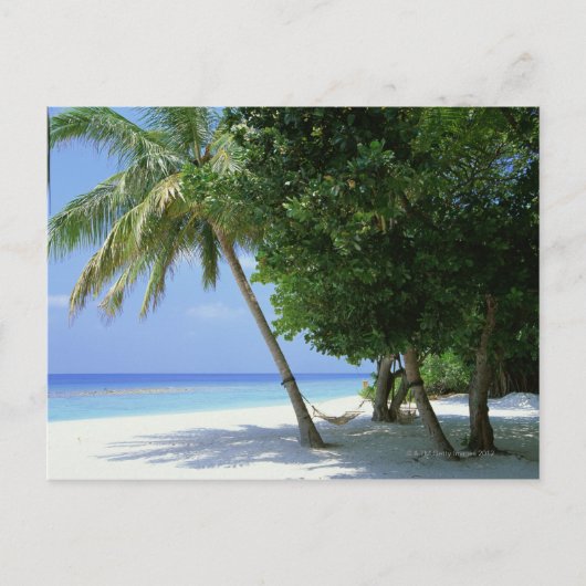ハンモックとパームツリー ポストカード (正面)