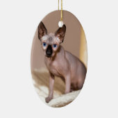 ハンモックの若いカラーポイントスフィンクス猫.JPG セラミックオーナメント (右)