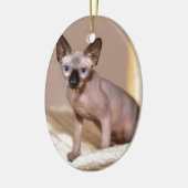 ハンモックの若いカラーポイントスフィンクス猫.JPG セラミックオーナメント (左)