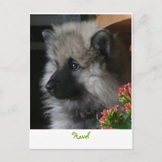 ハヴェルがアメリカのはがきに到着 ポストカード