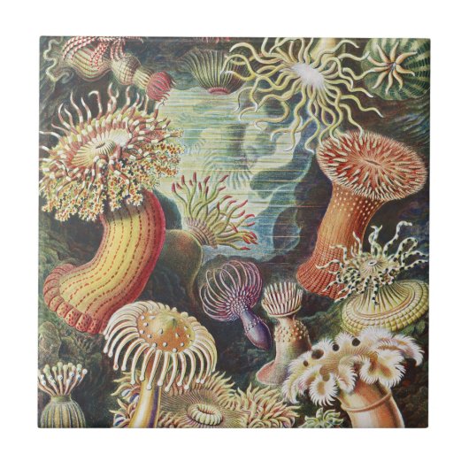 ハーケルのウメバラサンゴの海洋生物アートコラージュ タイル (正面)