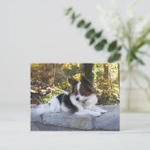 ハーシーのキス ヒーロー ケンネル グッズ ポストカード (スタンド正面)