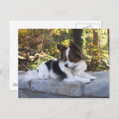 ハーシーのキス ヒーロー ケンネル グッズ ポストカード (正面/裏面)