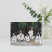 ハーシーキスヒーローケネルズのパピロンのパック ポストカード (スタンド正面)