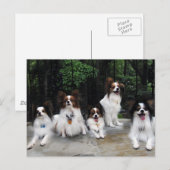 ハーシーキスヒーローケネルズのパピロンのパック ポストカード (正面/裏面)