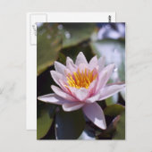 ハーディウォーターリリー葉書 ポストカード (正面/裏面)