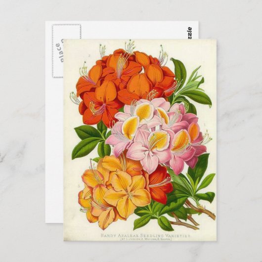 ハーディ・アザリースバイサー・ジョセフ・パクストン ポストカード (正面/裏面)