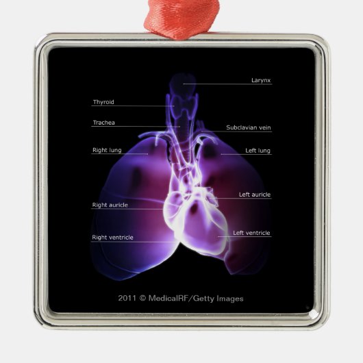 ハートおよび肺の構造 メタルオーナメント (正面)