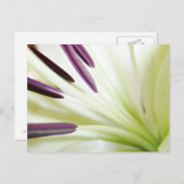 ハートのリリーファインアート花の写真 ポストカード (正面/裏面)