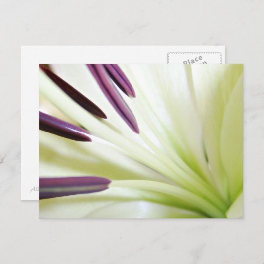 ハートのリリーファインアート花の写真 ポストカード (正面/裏面)