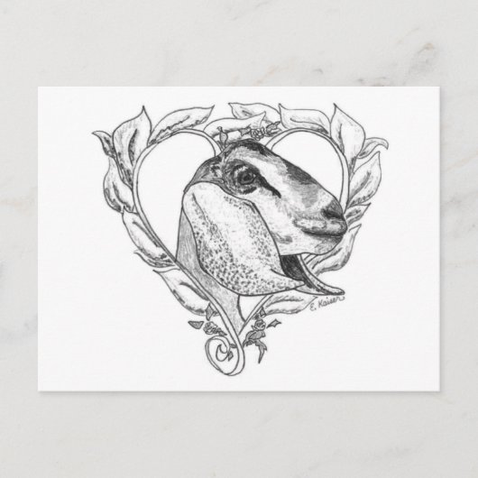 ハートのNubianの頭部 ポストカード (正面)