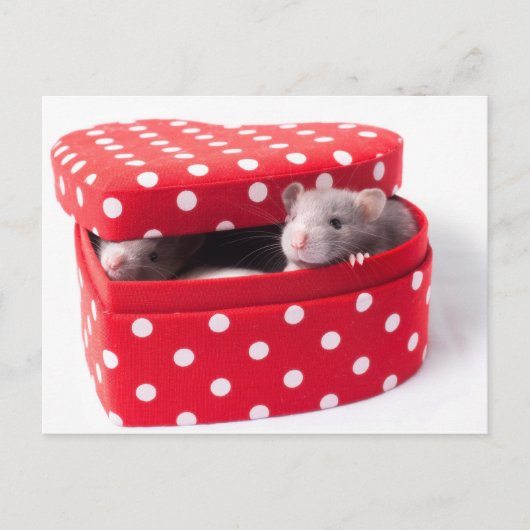 ハートボックスに3匹のネズミ ポストカード (正面)