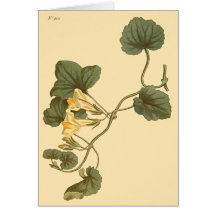 ハートリーブスナップドラゴン植物学イラストレーション