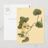 ハートリーブスナップドラゴン植物学イラストレーション ポストカード (正面/裏面)