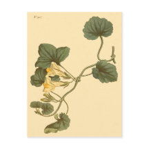 ハートリーブスナップドラゴン植物学イラストレーション