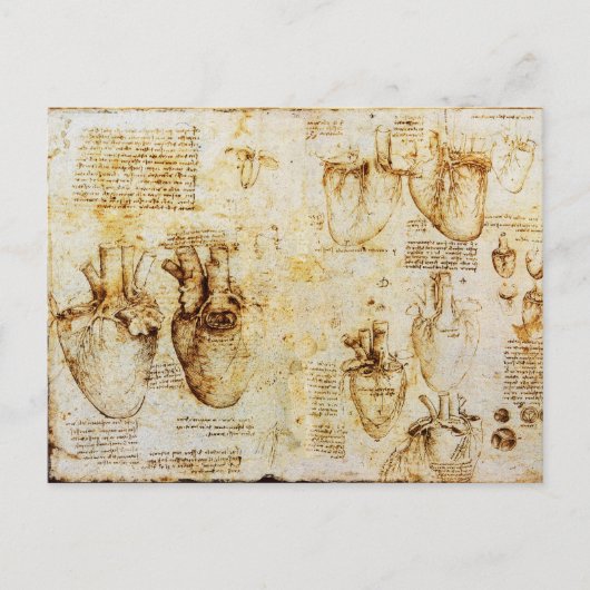 ハート及びその血管パーチメント ポストカード (正面)