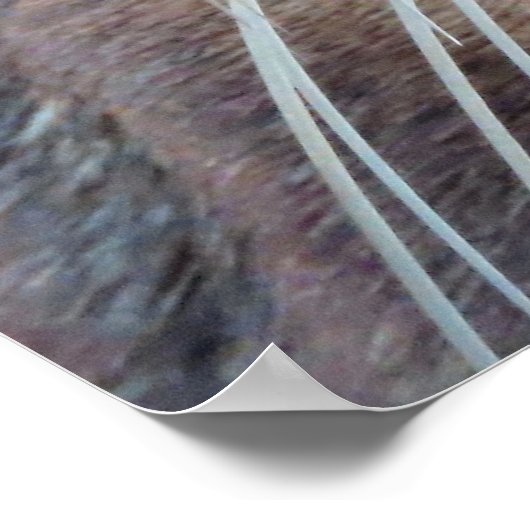 ハート型の鼻をしたアシカ ポスター (角)