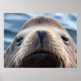 ハート型の鼻をしたアシカ ポスター