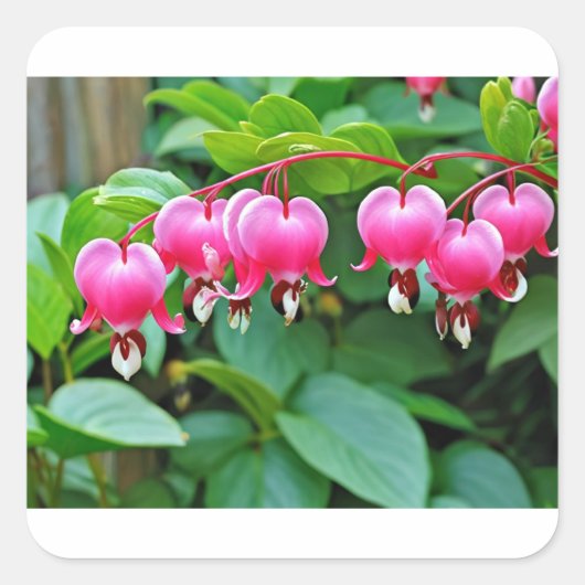 ハート愛 スクエアシール (正面)