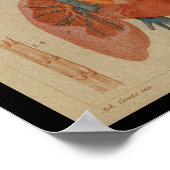 ハート肺ヴィンテージヒト解剖学プリント ポスター (角)