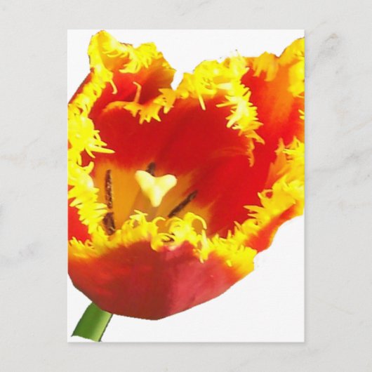 ハートtulip.png ポストカード (正面)