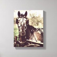 ハーネス内のAppaloosa