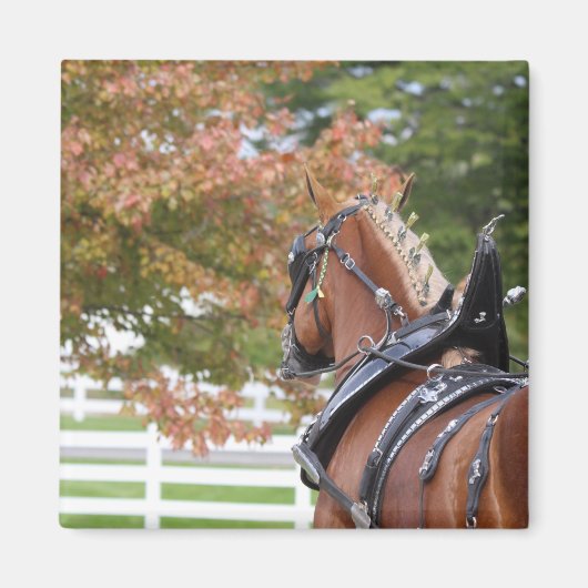 ハーネス荷車を引くマグネットにベルギーの馬 マグネット (正面)