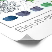 ハーバリストEleuthero薬草の水色 ポスター (角)