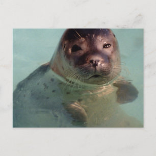 ハーバーシールはがき ポストカード