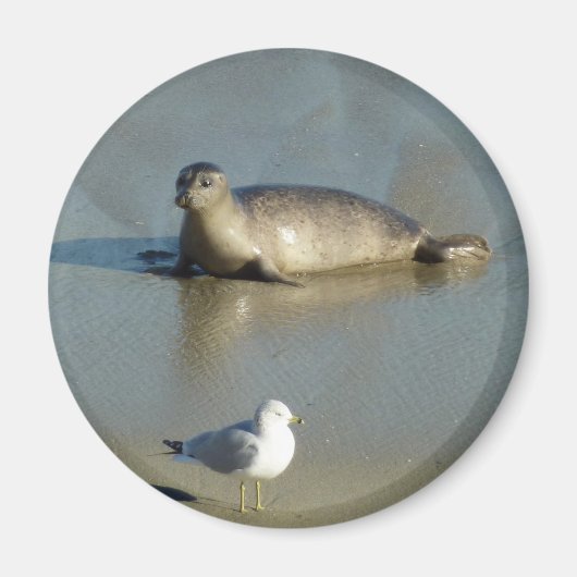 ハーバーシールアットラジョラカリフォルニア マグネット (正面)