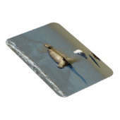 ハーバーシールアットラジョラカリフォルニア マグネット (右側)