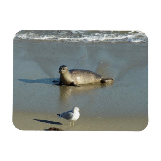 ハーバーシールアットラジョラカリフォルニア マグネット (横)