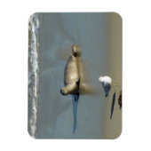 ハーバーシールアットラジョラカリフォルニア マグネット (縦)