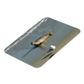 ハーバーシールアットラジョラカリフォルニア マグネット (左側)