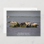 ハーバーシールズアットアイランドビーチ州パーク ポストカード (正面/裏面)