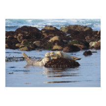 ハーバーシールポーザー