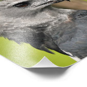 ハーピー・イーグル。 フォトプリント            (角)