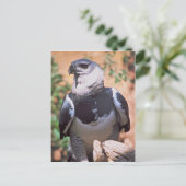 ハーピー・イーグル ポストカード (スタンド正面)