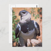 ハーピー・イーグル ポストカード (正面/裏面)