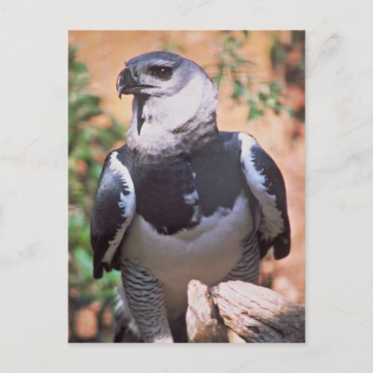 ハーピー・イーグル ポストカード (正面)