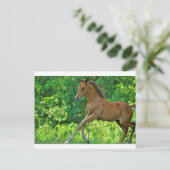 ハーフアラビア子馬 ポストカード (スタンド正面)