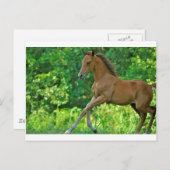ハーフアラビア子馬 ポストカード (正面/裏面)