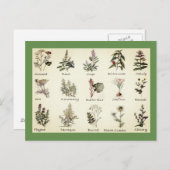 ハーブとスパイスのフルカラーイラスト葉書 ポストカード (正面/裏面)