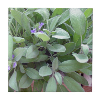 ハーブのコレクションの賢明な写真の芸術 タイル