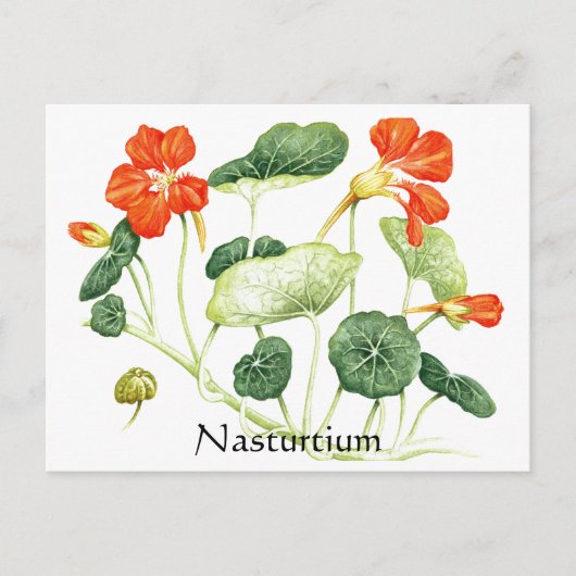 ハーブガーデンシリーズ – Nasturtium ポストカード (正面)