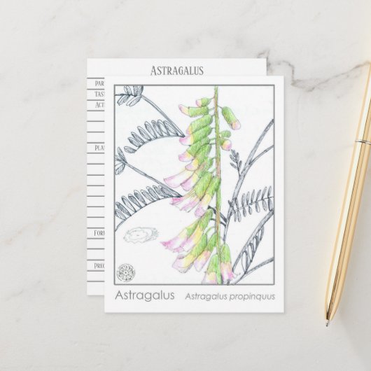 ハーブマテリアメディカプラントアストラガロス勉強カード ポストカード (正面/裏面インサイチュ)