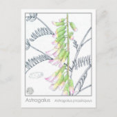 ハーブマテリアメディカプラントアストラガロス勉強カード ポストカード (正面)
